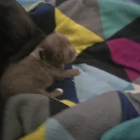 Jazzy, a female Chihuahua for sale in West Plains, MO – Photo 6 of 10