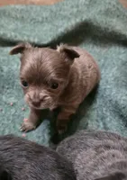 Jazzy, a female Chihuahua for sale in West Plains, MO – Photo 10 of 10