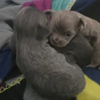 Jazzy, a female Chihuahua for sale in West Plains, MO – Photo 7 of 10