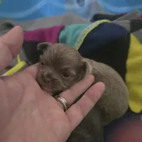 Jazzy, a female Chihuahua for sale in West Plains, MO – Photo 3 of 10