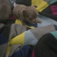 Jazzy, a female Chihuahua for sale in West Plains, MO – Photo 8 of 10