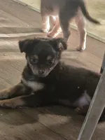 Harley , a male Chihuahua for sale in West Plains, MO – 5 of 6
