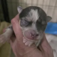 Salt, a male Chihuahua for sale in West Plains, MO – Photo 4 of 10