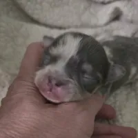 Salt, a male Chihuahua for sale in West Plains, MO – Photo 9 of 10