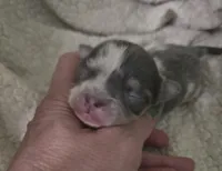 Salt, a male Chihuahua for sale in West Plains, MO – Photo 9 of 10