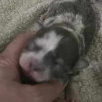 Salt, a male Chihuahua for sale in West Plains, MO – Photo 2 of 10