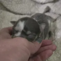 Salt, a male Chihuahua for sale in West Plains, MO – Photo 1 of 10