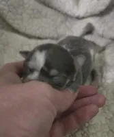 Salt, a male Chihuahua for sale in West Plains, MO – Photo 1 of 10