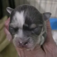 Salt, a male Chihuahua for sale in West Plains, MO – Photo 5 of 10