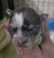 Salt, a male Chihuahua for sale in West Plains, MO – Photo 5 of 10