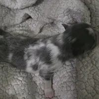 Salt, a male Chihuahua for sale in West Plains, MO – Photo 10 of 10