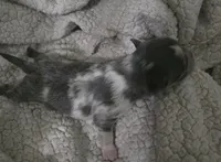 Salt, a male Chihuahua for sale in West Plains, MO – Photo 10 of 10