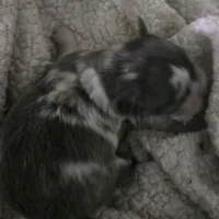 Salt, a male Chihuahua for sale in West Plains, MO – Photo 6 of 10