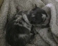 Salt, a male Chihuahua for sale in West Plains, MO – Photo 6 of 10