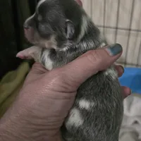 Salt, a male Chihuahua for sale in West Plains, MO – Photo 8 of 10