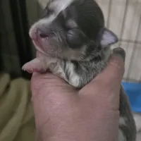 Salt, a male Chihuahua for sale in West Plains, MO – Photo 7 of 10