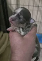 Salt, a male Chihuahua for sale in West Plains, MO – Photo 7 of 10