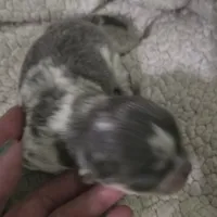 Salt, a male Chihuahua for sale in West Plains, MO – Photo 3 of 10