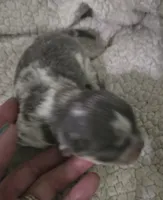 Salt, a male Chihuahua for sale in West Plains, MO – Photo 3 of 10