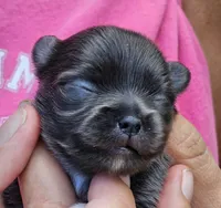 Pixie, a female Chihuahua for sale in West Plains, MO – 2 of 9