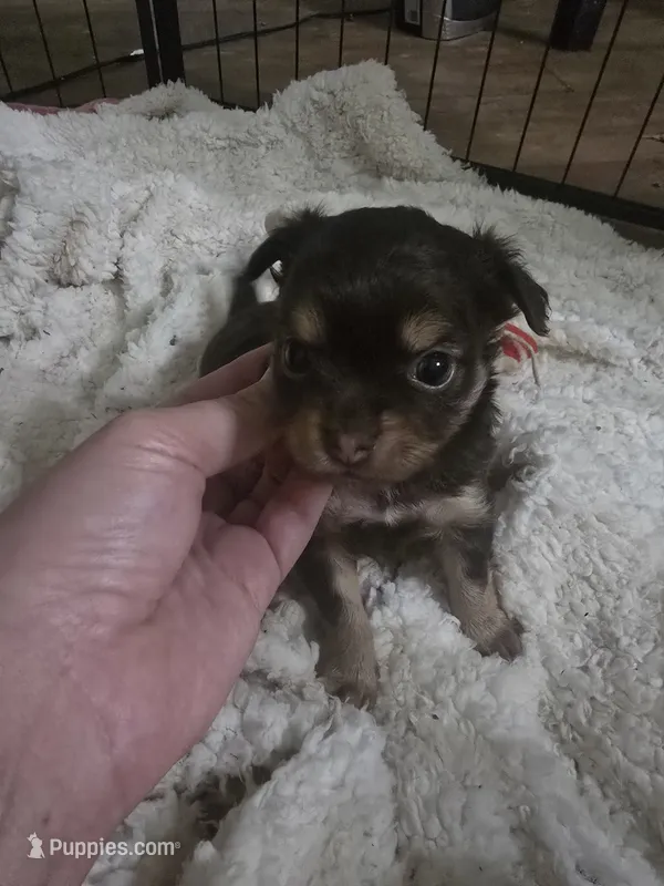 Pancho – Chihuahua puppy for sale in West Plains, MO
