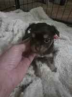 Pancho, a male Chihuahua for sale in West Plains, MO – 1 of 7