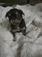 Pancho, a male Chihuahua for sale in West Plains, MO – 3 of 7