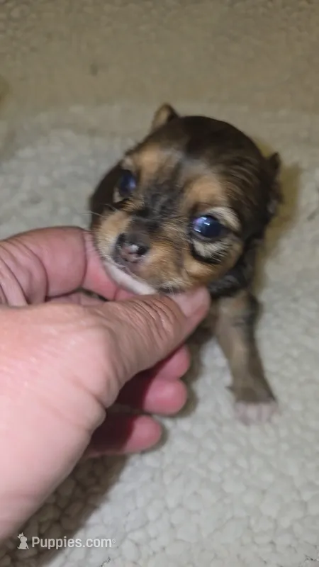 Piper – Chihuahua puppy for sale in West Plains, MO