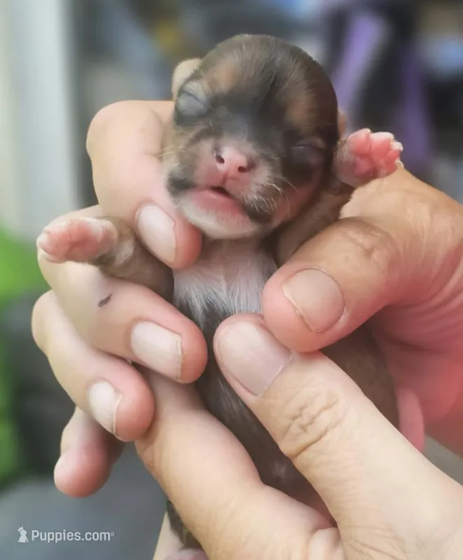 Piper – Chihuahua puppy for sale in West Plains, MO