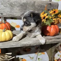 Rocky, a male Chihuahua for sale in West Plains, MO – Photo 7 of 10