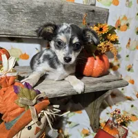 Rocky, a male Chihuahua for sale in West Plains, MO – Photo 5 of 10