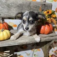Rocky, a male Chihuahua for sale in West Plains, MO – Photo 10 of 10