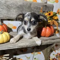 Rocky, a male Chihuahua for sale in West Plains, MO – Photo 2 of 10