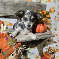 Rocky, a male Chihuahua for sale in West Plains, MO – Photo 8 of 10