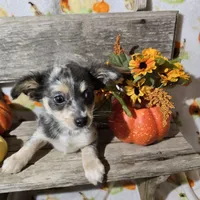 Rocky, a male Chihuahua for sale in West Plains, MO – Photo 6 of 10