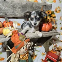 Rocky, a male Chihuahua for sale in West Plains, MO – Photo 9 of 10