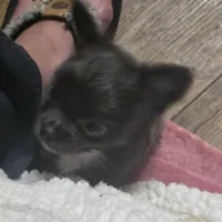 Ivan, a male Chihuahua for sale in West Plains, MO – Photo 6 of 10