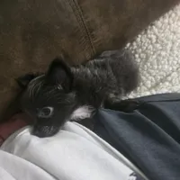 Ivan, a male Chihuahua for sale in West Plains, MO – Photo 10 of 10