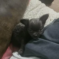 Ivan, a male Chihuahua for sale in West Plains, MO – Photo 8 of 10