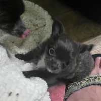 Ivan, a male Chihuahua for sale in West Plains, MO – Photo 2 of 10