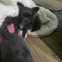 Ivan, a male Chihuahua for sale in West Plains, MO – Photo 7 of 10