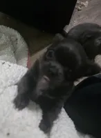 Ivan, a male Chihuahua for sale in West Plains, MO – Photo 4 of 10