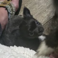 Ivan, a male Chihuahua for sale in West Plains, MO – Photo 3 of 10