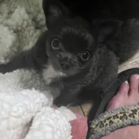 Ivan, a male Chihuahua for sale in West Plains, MO – Photo 5 of 10