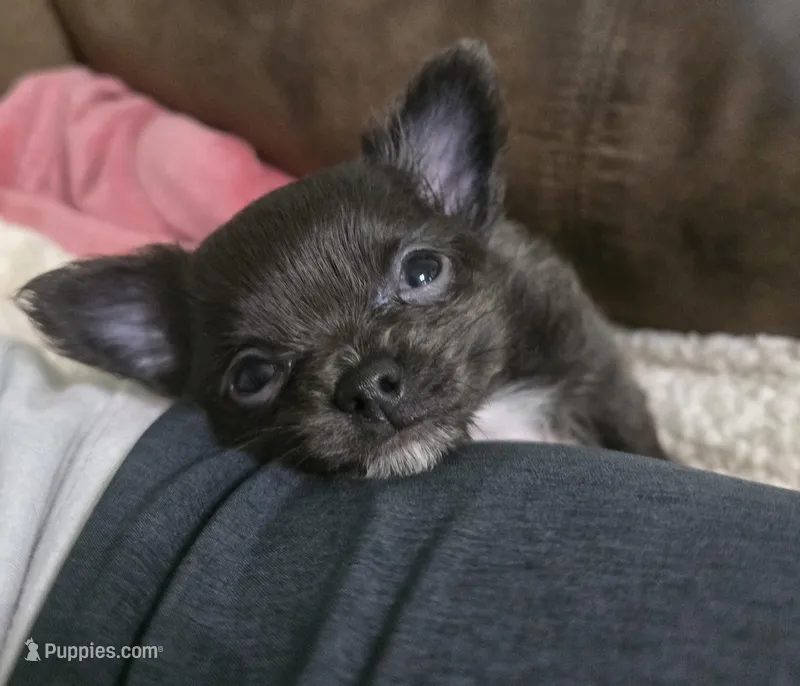 Ivan, a male Chihuahua for sale in West Plains, MO – Photo 1 of 10