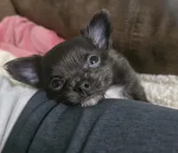 Ivan, a male Chihuahua for sale in West Plains, MO – Photo 1 of 10