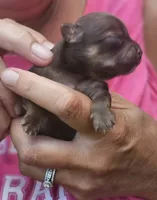 Pearl, a female Chihuahua for sale in West Plains, MO – 6 of 8