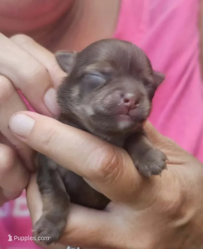 Pearl – Chihuahua puppy for sale in West Plains, MO