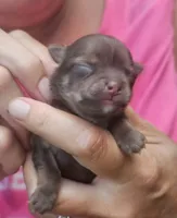 Pearl, a female Chihuahua for sale in West Plains, MO – 1 of 8