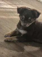 Harley , a male Chihuahua for sale in West Plains, MO – 6 of 6